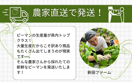 先行予約 【訳あり】 ピーマン 1kg 農家直送 2026年 福島県 田村市