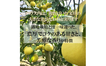 【先行予約】温室土佐文旦 Lサイズ 3個入り 柑橘皮むき器付き〈2026年12月上旬?2027年1月中旬頃発送〉  /  お得箱 ブンタン ぶんたん 土佐文旦 フルーツ 果物 くだもの 柑橘 旬 訳あり わけあり ご自宅用 ご家庭用 おいしい【白木果樹園】 [BQAI038]