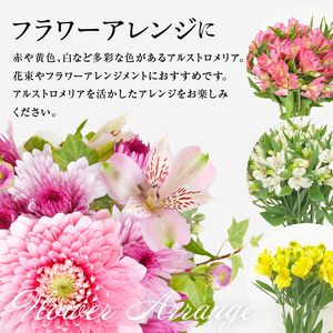 アルストロメリア ホワイト系 1束 10本入り 花 生花 切花 2026年4月～7月上旬頃 お届け予定 山形県 米沢市