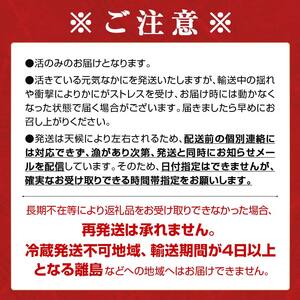 【訳あり】北海道噴火湾産 活オオズワイガニ1.5kg ＜道産ネットミツハシ＞ かに カニ 蟹 ガニ がに 森町 ふるさと納税 北海道 mr1-1339