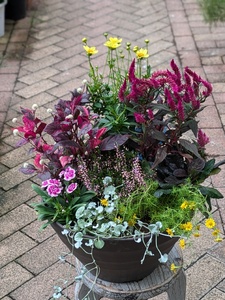 ガーデニング　季節の寄せ植え[142F01] 花 寄せ植え 鉢 鉢植え 花屋 季節 旬 園芸 ガーデニング おまかせ