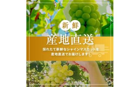 【2026年先行予約】 農家さん応援！【 ご家庭用 】訳あり シャインマスカット 約 2kg 【9月下旬頃～発送予定】