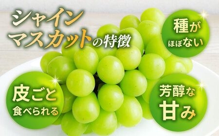 【先行予約】シャインマスカット 2房（約1.2～1.5kg）【城 果樹園】[ZFD001]