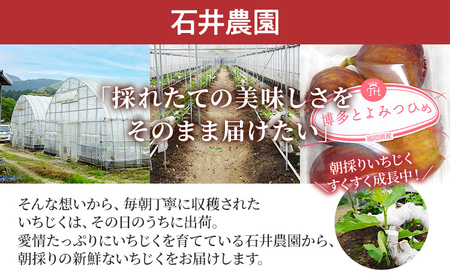 いちじく とよみつひめ 計1.2kg R8年7月下旬以降発送 福岡限定ブランドいちじく