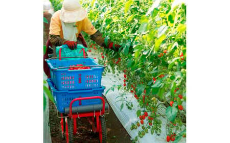 ＜2026年1月下旬から発送＞旬の濃旨フルーツトマト3kg 糖度8-10度 大小混合 詰め合わせ フルーツトマト ふるーつとまと とまと トマト 桃太郎 甘い 濃厚 美味しい【池トマト】 [BQAG051]