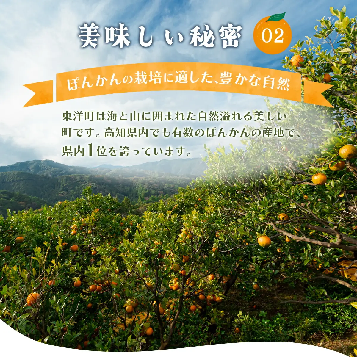 完熟ぽんかん＜10kg＞ 【株式会社フクチャンFARM】