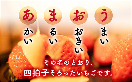 ＜先行予約受付中！2027年1月中旬～3月末に順次発送予定＞福岡県産 あまおう(計約500g・250g×2P)いちご 苺 フルーツ 果物 くだもの 冷蔵 ＜離島配送不可＞【ksg1489】【エフビーネット】