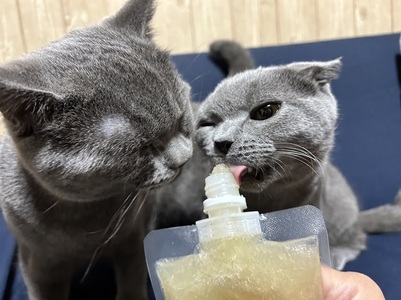 ワンにゃフルギフトセット ペットフード ドッグフード キャットフード セット 地鶏 ゼリー 200g×8個 中村農場 無添加 国産 チューブタイプ ペット 犬 猫 北杜市 八ヶ岳 [h024]