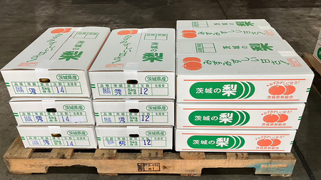 【 2026年9月下旬発送開始 】 茨城県産 梨 新高 （約 5kg ） 6～12玉
