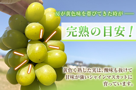 ＜先行予約＞シャインマスカット 3～4房 約2.4kg+100g補償付 宮崎県産 ※2026年8月下旬～【C433-26】