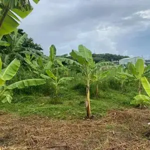 黄金バナナ（アップルバナナ）約3kg （CF001-1）