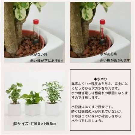 ハイミニフィット白角3個セット【オススメの観葉植物でお届け】【1504101】