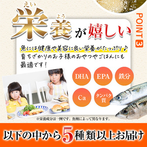＜訳あり＞ ひもの屋さんの魚 フライ セット (5種類以上・合計8袋) 鯖 さば 鯛 たい 鯵 あじ 鰤 ぶりきびなご かます アイゴ シイラ ヘダイ ニベ  太刀魚 国産 揚げ物 冷凍 魚 おかず 惣菜 お弁当 揚げるだけ 小分け 詰め合わせ 食べ比べ 【DL28】【鶴見食賓館】