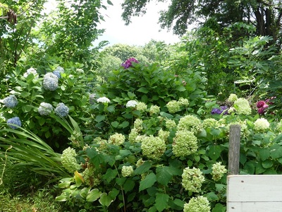 ドライフラワーリース　ワイルドフラワー [h302]