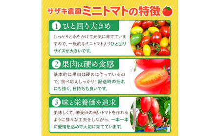 サザキ農園 ミニトマト彩りセット （ プラム型 ） 3kg | 野菜 やさい トマト とまと ミニトマト カラフル 彩り セット 熊本県 玉名市
