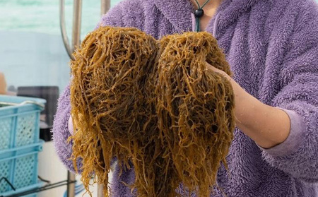 もずく 海洋深層水で洗い急速冷凍した久米島産！早摘み生もずく 500g  モズク 海藻