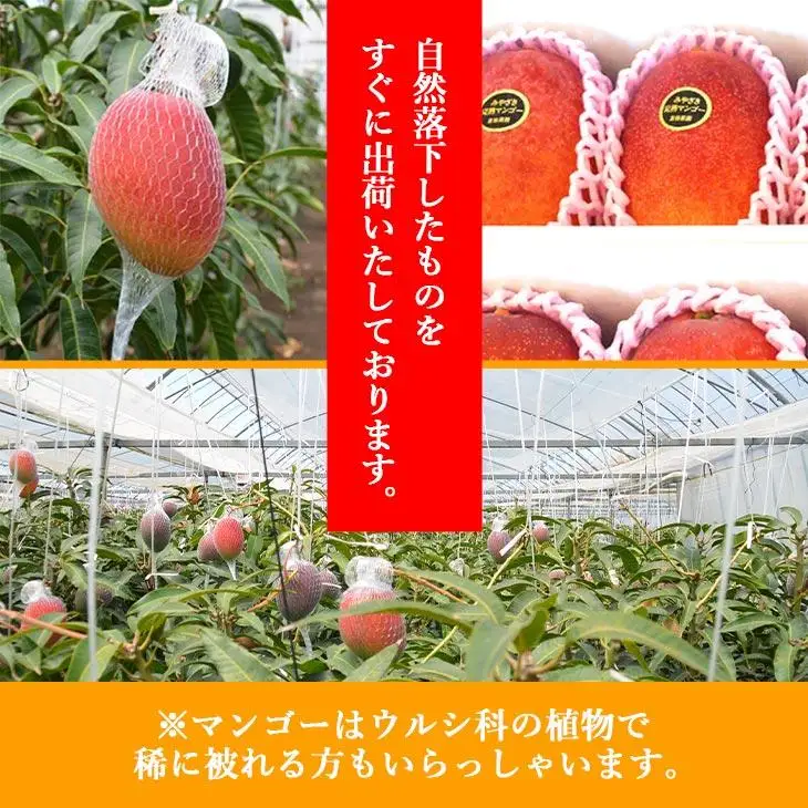 宮崎県産完熟マンゴー[青秀] 合計約2kg（4～6玉）