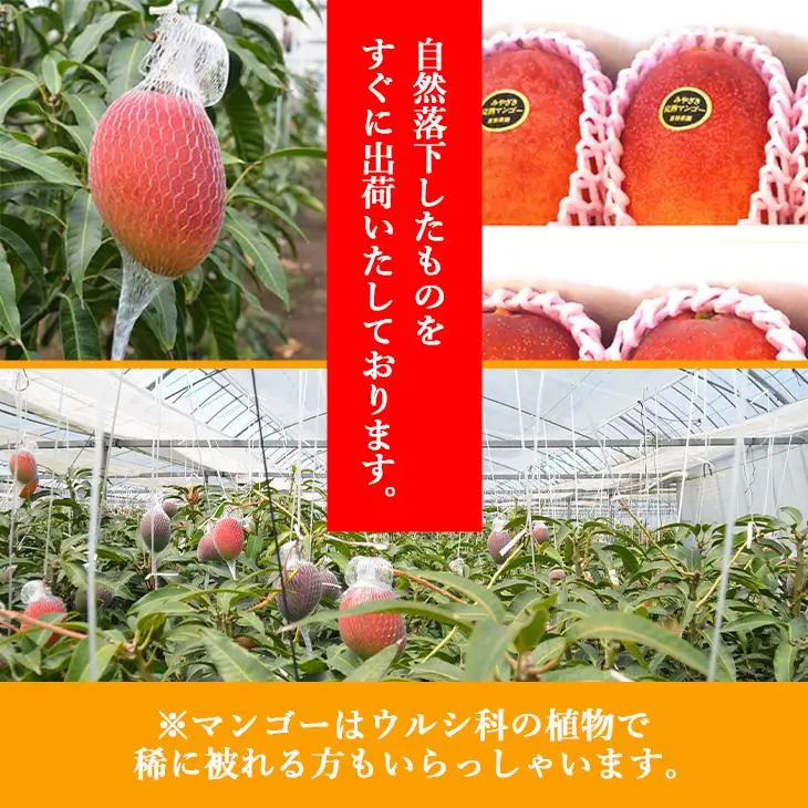 宮崎県産完熟マンゴー[赤秀] 合計約2kg（4～6玉）