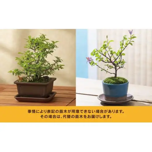 「デスクトップ盆栽」という新提案を四日市から（ミニチュアあり）