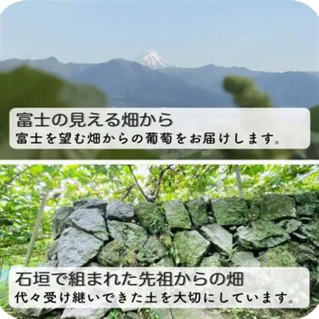 富士の輝とシャインマスカット　1.2kg【配送不可地域：離島】【1525931】