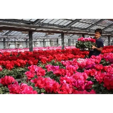 過去に農林水産大臣賞等複数受賞…シクラメン　紫系色　5号鉢(直径15cm)底面給水鉢【配送不可地域：離島・北海道・沖縄県】【1220332】