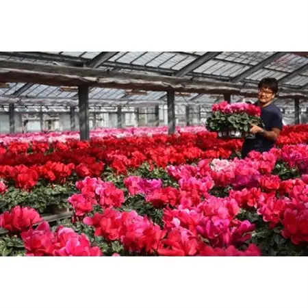 過去に農林水産大臣賞等複数受賞…シクラメン　白色　5号鉢(直径15cm)底面給水鉢【配送不可地域：離島・北海道・沖縄県】【1220334】