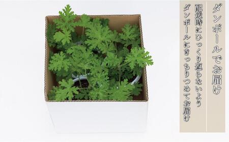 虫よけ効果 ローズゼラニウム 中サイズ苗 3個セット（鉢つき）