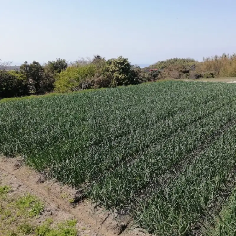 淡路島産有機栽培玉葱5kg JAS認定オーガニックたまねぎ  / たまねぎ