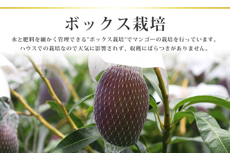 【数量限定・季節限定】 『グッド！モーニング』で紹介 おみたんマンゴー 約550g 数量限定 期間限定 先行予約 完熟 マンゴー 国産フルーツ 果物 くだもの 【7月20日～8月末まで順次発送予定】 19-I