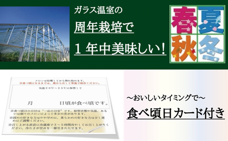 【メロン定期便】クラウンメロン（白等級）1玉【6か月連続】 フルーツ 果物 6ヶ月 