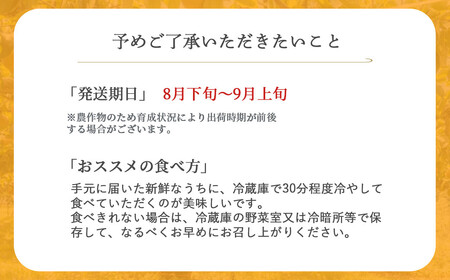 【先行予約】【数量限定】「ス梨・果ラット ダイヤ」 二十世紀梨 新甘泉 セット（5kg）【倉吉産】令和8年産 梨 果物 フルーツ 和梨 二十世紀梨 新甘泉