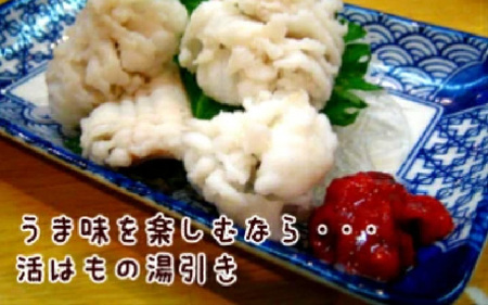淡路島産活はも 丸ごと1本　5人前サイズ　酢味噌・梅肉付き / はも