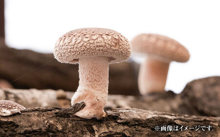 原木しいたけ栽培 ほだ木 2本 | 合同会社カルシ [BNAU004]