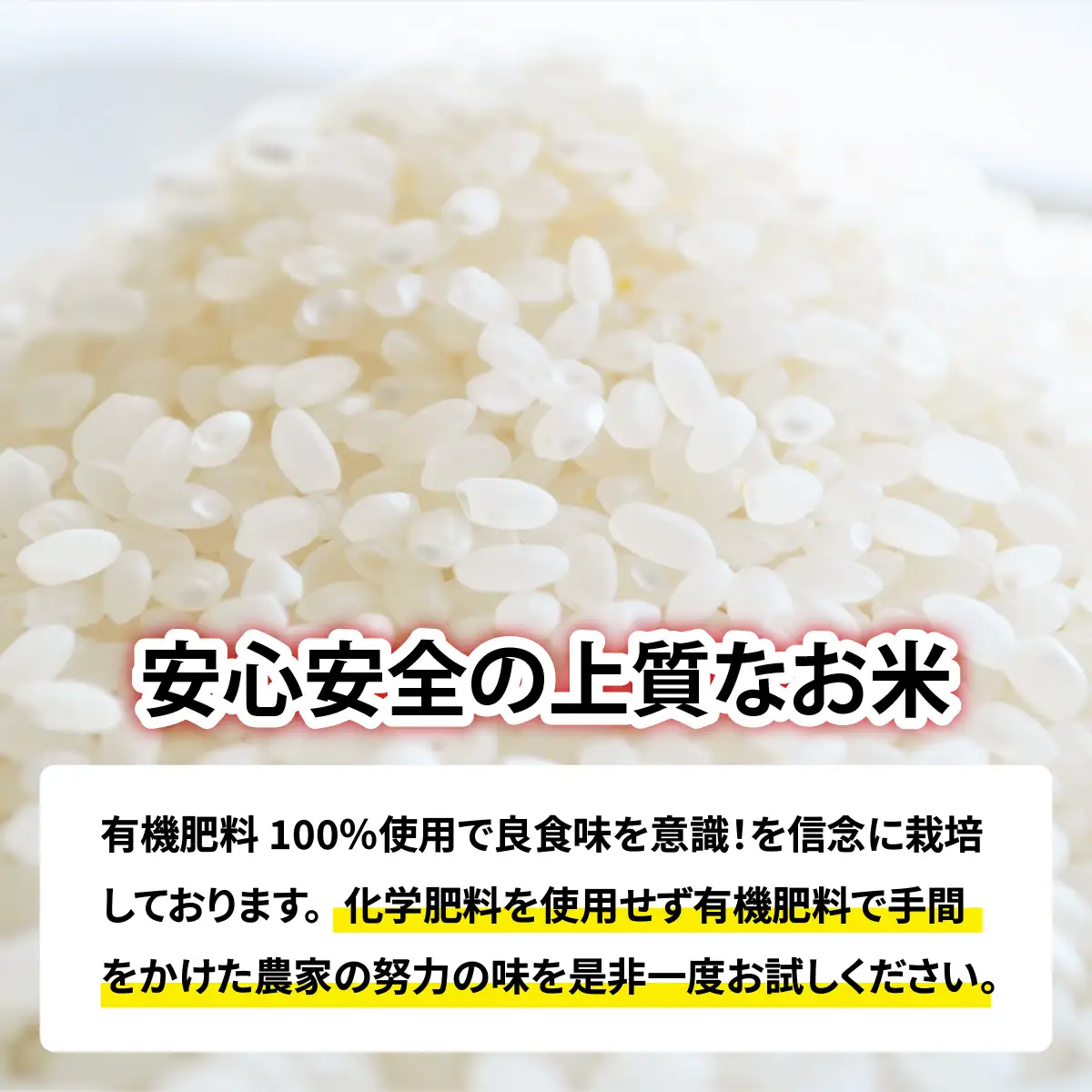 【 令和7年産 】【農家直送】特別栽培米認証3 ミルキークイーン 玄米 5kg×1袋（計5kg） | 福井 ギフト