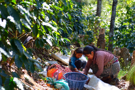 江戸東京コーヒー　深川セット