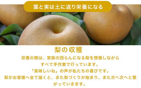 16-2 栃木県那須烏山市産大野果樹農園のにっこり梨 | 先行予約 なし 梨 にっこり 果物 くだもの フルーツ ナシ 栃木県 ※2026年10月上旬頃～発送