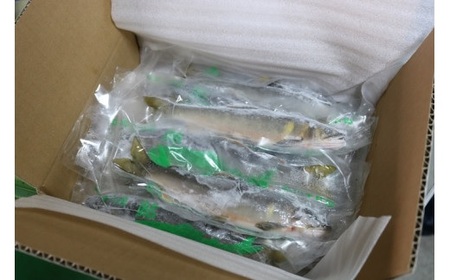 四万十川上流の天然鮎 釣り鮎 1.2kg ( 冷凍 5～18尾 ) 鮎 あゆ アユ 川魚 高知県 四万十 天然 冷凍