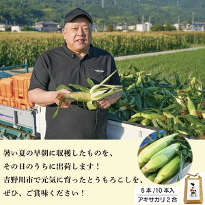 とうもろこし ゴールドラッシュ 5本 米 2合 セット 先行予約 とうもろこし 米
