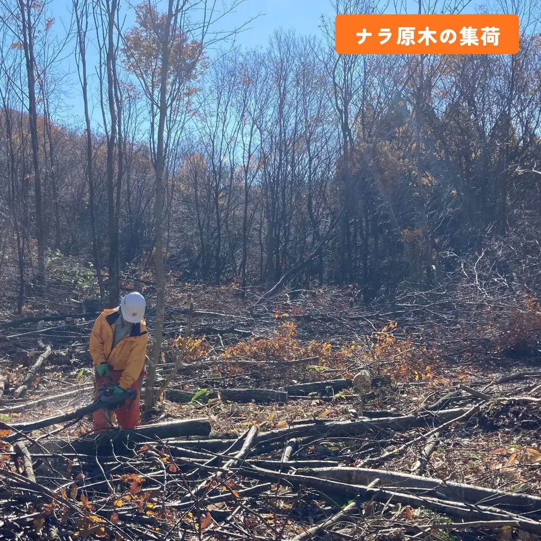 石川県産原木椎茸ホダ木2本（家庭菜園にオススメのハーフサイズ約40cm！）