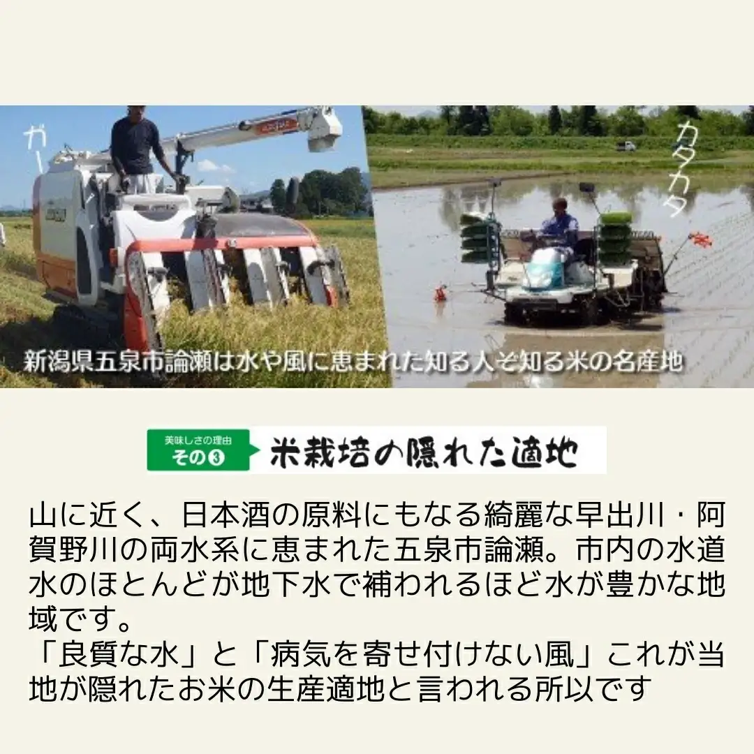 令和7年度産 コシヒカリ5kg×1袋 新之助5kg×1袋 わくわく農場