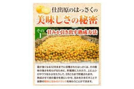 八朔 はっさく 約3kg