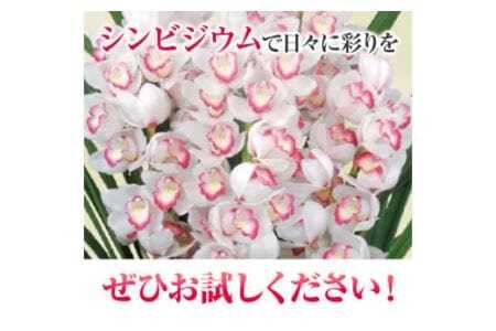 洋蘭 シンビジウム 4本 