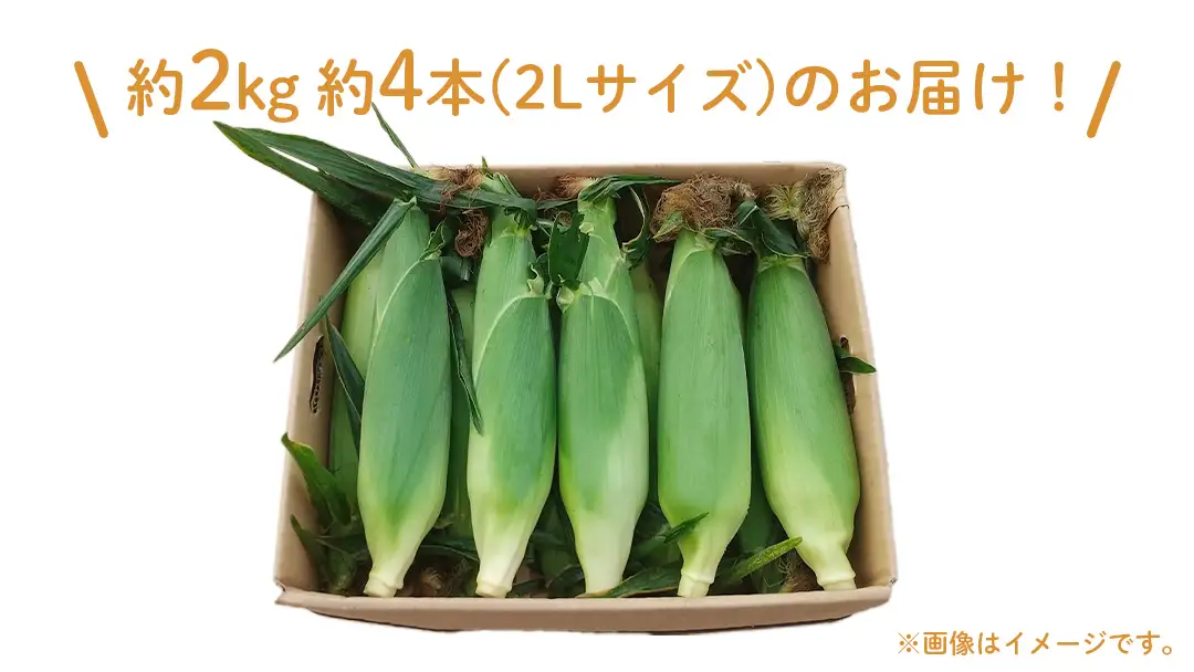 【 7月中旬発送開始 】 嬬恋産 とうもろこし ドルチェドリーム 約2kg（4本） [AT001tu]