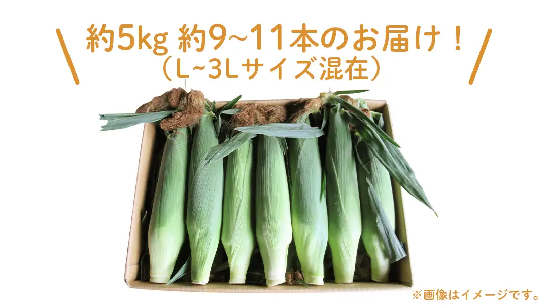 【 7月中旬発送開始 】 嬬恋産 とうもろこし ドルチェドリーム 約5kg（9～11本） [AT002tu]
