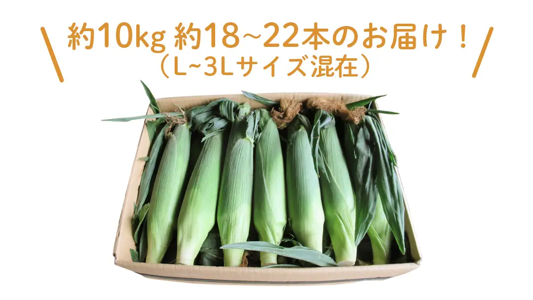 【 7月中旬発送開始 】 嬬恋産 とうもろこし ドルチェドリーム 約7kg（18～22本） [AT003tu]