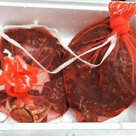 天然　活モクズガニ　約2kg　兵庫県新温泉町　【配送不可地域：離島・北海道・沖縄県・東北・九州】【1534325】