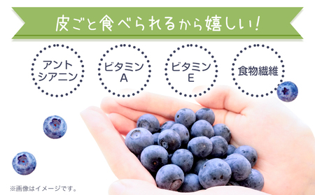 先行予約 ブルーベリー 約500g Blueberry garden IKEDA 《2026年6月上旬-8月下旬頃出荷予定》 【配送不可地域あり】(北海道・沖縄・離島)