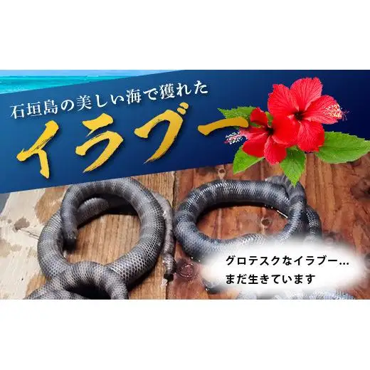 石垣島産「イラブー(海ヘビ)」粉末 120粒入り×２袋　　SI-73