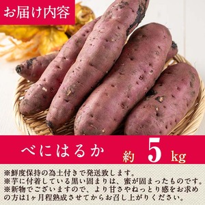 ＜先行予約受付中！2026年8月以降順次発送予定！＞ 鹿児島県 曽於市産 新物 紅はるか (5kg) 芋 さつまいも 【瀬崎農園】A349-v01