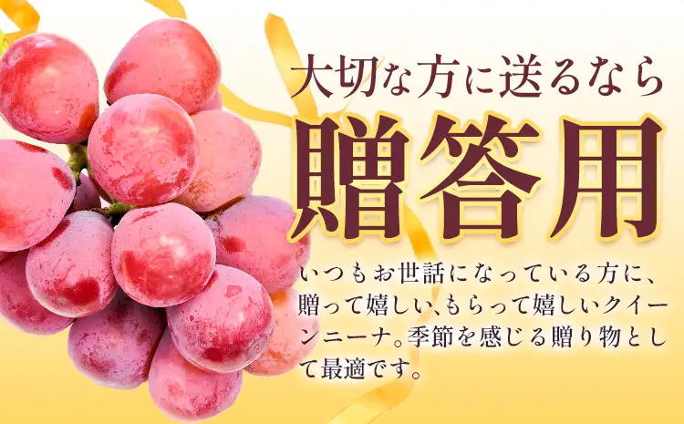 贈答用クイーンニーナ1房《8月下旬-9月下旬頃出荷予定》 クイーンニーナぶどう果物フルーツ贈り物お取り寄せフルーツ【配送不可地域あり】(離島)